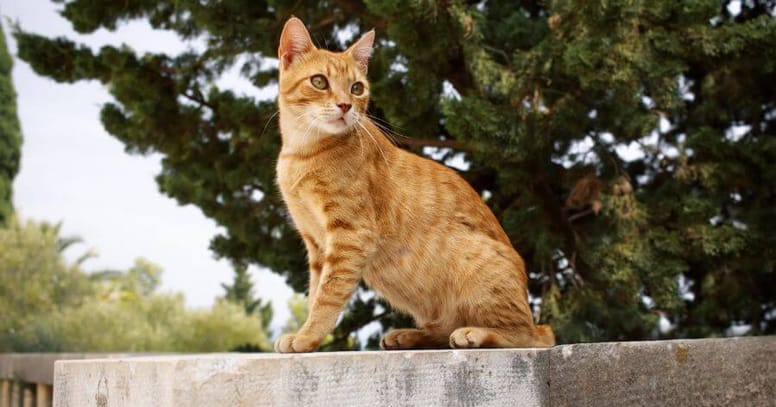 De Rode Kat De Mooiste ginger Kattenrassen de-rode-kat-de-mooiste-ginger-kattenrassen
